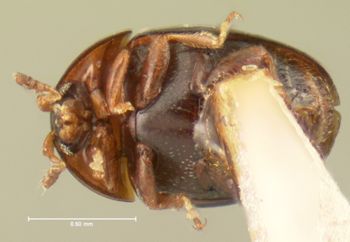 Media type: image;   Entomology 6674 Aspect: habitus ventral view